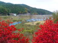 市民の森公園の紅葉