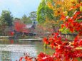 初冬の大覚寺大沢の池