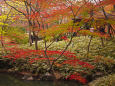 六義園の紅葉