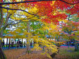 東福寺の紅葉