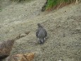 弓折岳の雄雷鳥