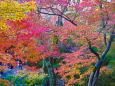 東福寺の紅葉