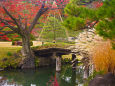 六義園 ススキと紅葉