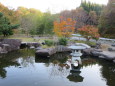秋(11月)の小さな日本庭園