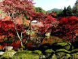 燃える醍醐寺(15)