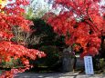 勧修寺の秋(2) さざれ石