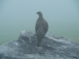 大日岳の雄雷鳥2