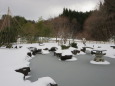 ミニ日本庭園冬景色