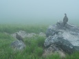 大日岳の雄雷鳥3