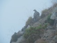 唐松岳の雌雷鳥