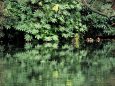 オシドリの住む池