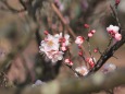 公園に咲く梅花-1