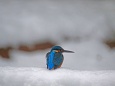 雪の日のカワセミ