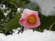 椿・桃色雪中花