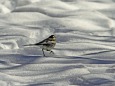 雪上闊歩(ハクセキレイ)