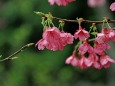 沖縄の寒緋桜