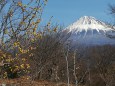 ロウバイと富士山
