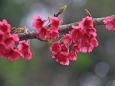 八重岳の寒緋桜