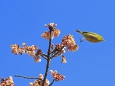 新宿御苑の寒桜