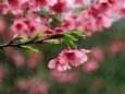 八重岳の寒緋桜