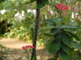 ハナキリンが咲く熱帯植物館