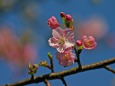 河津桜