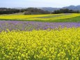 菜の花咲く春うららの頃