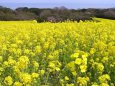 一面に咲き匂う菜の花