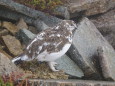 抜戸岳のチビ雷鳥