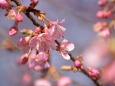 河津桜