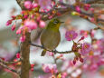 河津桜とメジロ