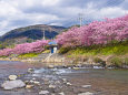 河津川沿いの桜並木