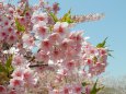 淡路島の満開の頃の河津桜