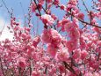 満開の枝垂れ梅の花