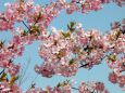 河津桜が空に咲き広がる頃に