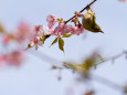 大島桜とメジロ