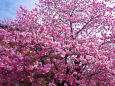 満開の河津桜 原木