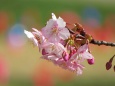 枝先に咲いた河津桜