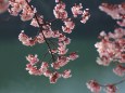 水辺に咲く寒桜