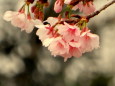 日比谷公園の大寒桜5分咲き