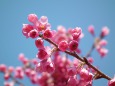咲き開く緋寒桜
