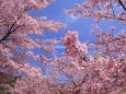 淡路島の河津桜が満開の頃に