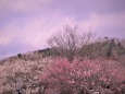 高尾梅里の風景