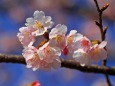 アタミハヤザキ(桜)