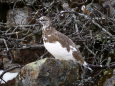 常念岳の雄雷鳥2