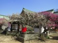 京都北野天満宮の梅と臥牛