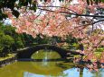 早咲き桜咲く住吉公園