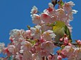 熱海早咲(桜)