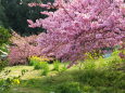 春、河津桜も菜の花も