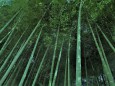 殿ケ谷戸庭園の竹林